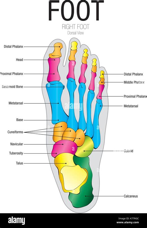 description for feet pictures|The Anatomy of Feet 